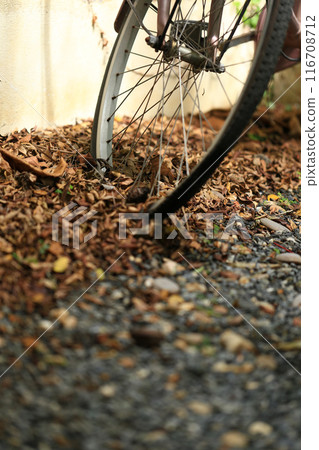 bicycle wheel with autumn leaves on the ground. dry leaves on the ground, top view, background texture. 116708712