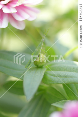 A long-legged grasshopper resting on a pink zinnia flower A long-legged grasshopper resting on a pink zinnia flower 116708851