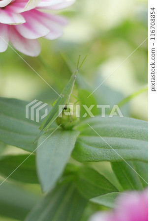 A grasshopper resting on a zinnia leaf 116708854