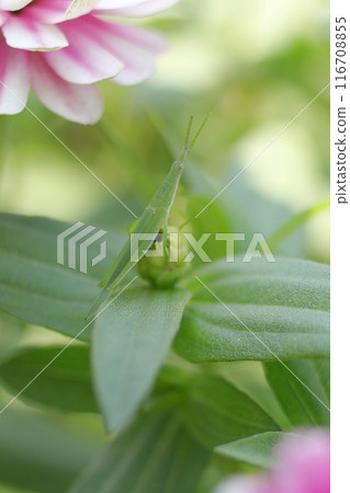 A grasshopper resting on a zinnia flower A grasshopper resting on a zinnia flower 116708855