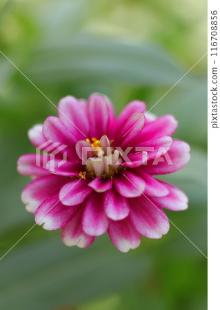 Zinnia elegans against a green background Zinnia elegans against a green background 116708856