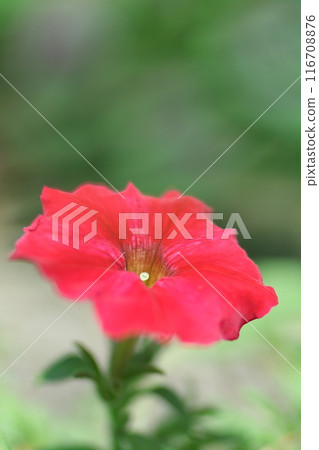 紅矮牽牛 116708876