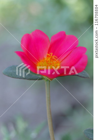 可愛的馬齒莧紅色花瓣 可愛的馬齒莧紅色花瓣 116708884