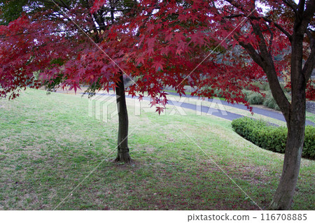 Bright red autumn leaves Bright red autumn leaves 116708885