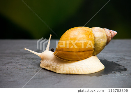 Achatina gigantea, large tame domestic snail on a dark background 116708896