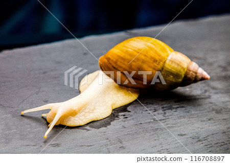 Achatina gigantea, large tame domestic snail on a dark background Achatina gigantea, large tame domestic snail on a dark background 116708897