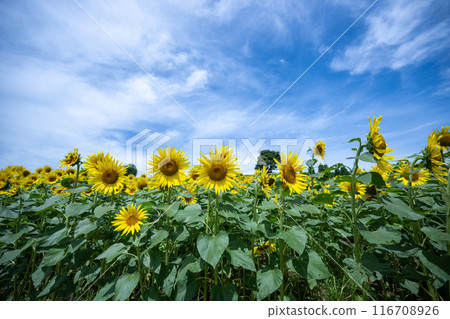 開花在向日葵田藍天和雲彩中的大向日葵 116708926