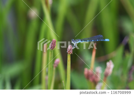 A beautiful blue damselfly 116708999