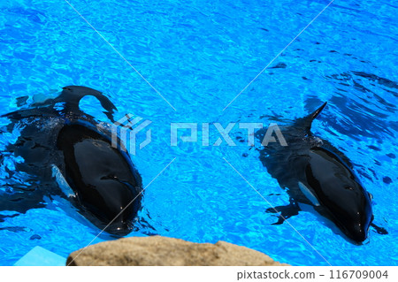 Earth and Rin, killer whales at Port of Nagoya Public Aquarium Earth and Rin, killer whales at Port of Nagoya Public Aquarium 116709004