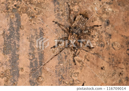 Living creatures, insects, the white-banded longhorn beetle, where does the white band in its name come from? It is characterized by two black spots on its shoulders. 116709014