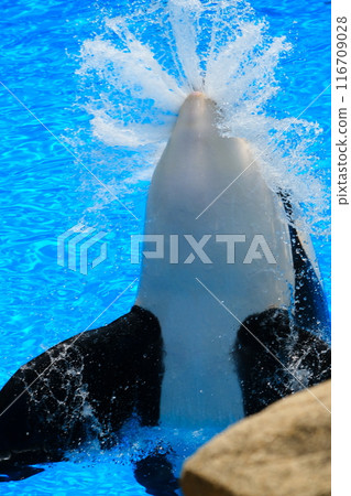 Earth and Rin, killer whales at Port of Nagoya Public Aquarium Earth and Rin, killer whales at Port of Nagoya Public Aquarium 116709028
