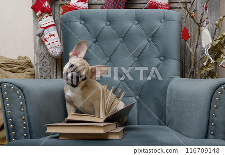 Adorable dog reading a book while sitting in a chair in a living room that is decorated for Christmas celebration. Adorable dog reading a book while sitting in a chair in a living room that is decorated for Christmas celebration. 116709148