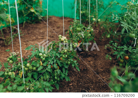 Red and Green tomatoes in the beds on branch. Agriculture concept. Eco product, greenhouse 116709200