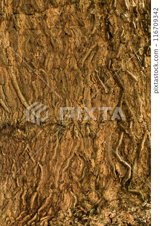 tree texture, close up of tree bark background. tree texture, close up of tree bark background. 116709342