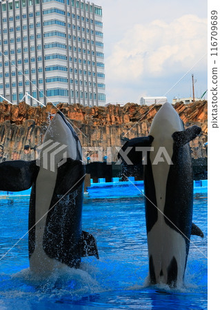 Earth and Rin, killer whales at Port of Nagoya Public Aquarium 116709689