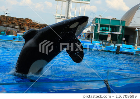 名古屋港水族館的虎鯨阿爾斯和凜 116709699
