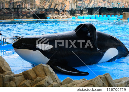 Earth and Rin, killer whales at Port of Nagoya Public Aquarium Earth and Rin, killer whales at Port of Nagoya Public Aquarium 116709759