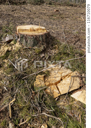 pine forest in Europe during the logging of pine logs 116710079
