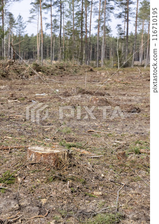 pine forest in Europe during the logging of pine logs pine forest in Europe during the logging of pine logs 116710195
