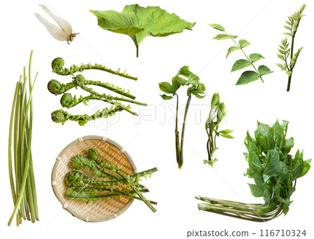 Cutout material set - wild vegetables 116710324