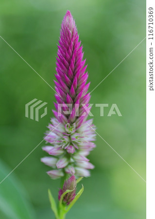 Stylish cockscomb flower 116710369