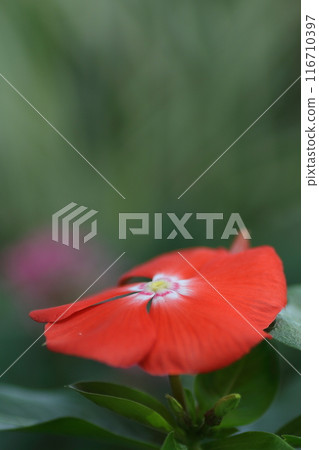 紅色非洲香脂花 紅色非洲香脂花 116710397
