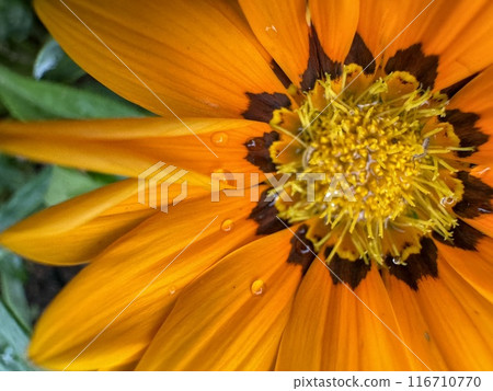 Orange Gazania flowers 116710770