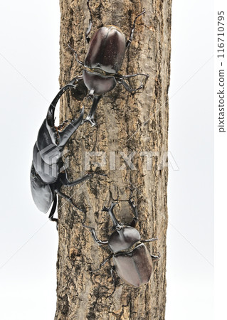 巴拉望島巨型鍬蟲 116710795