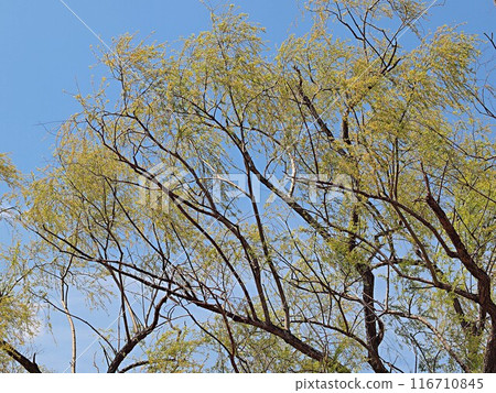 New Green's Willow Tree 116710845