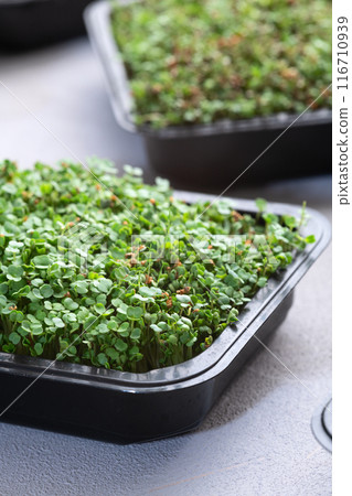 Mix of Microgreens in container 116710939
