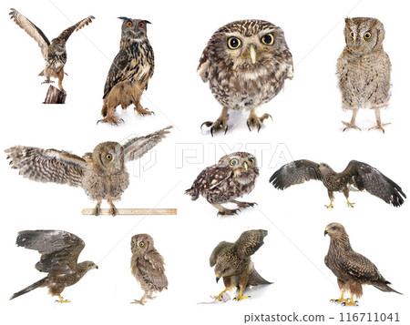 bird of prey in Europe 116711041