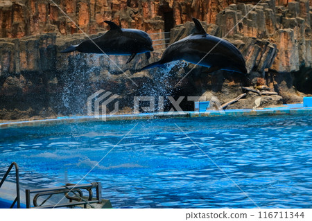名古屋港水族館的海豚 名古屋港水族館的海豚 116711344