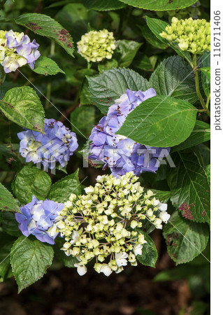 Blue hydrangea Blue hydrangea 116711406