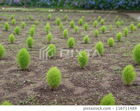 Newly planted kochia in the park 116711489