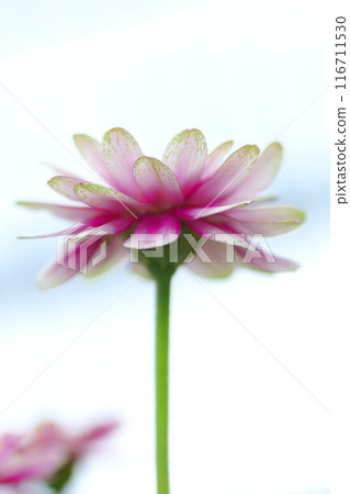 Zinnias blooming against the blue sky Zinnias blooming against the blue sky 116711530