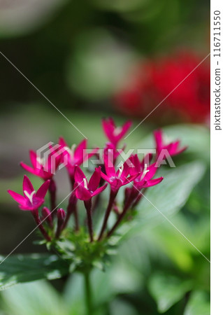 紅色pentas花 116711550