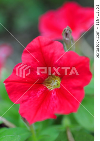 田野裡盛開的紅色薩菲尼亞花 116711551