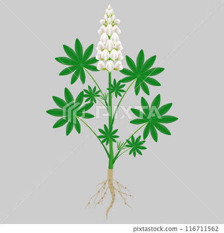 Plant white lupine with roots of flowers and leaves. Plant white lupine with roots of flowers and leaves. 116711562