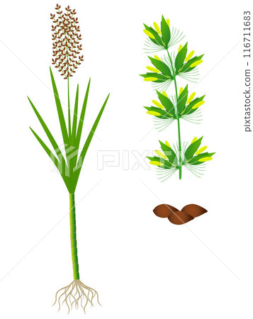 Part of sugar cane plant on a white background. 116711683