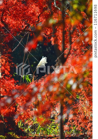 Autumnal leaves and Susuki Autumnal leaves and Susuki 116711698