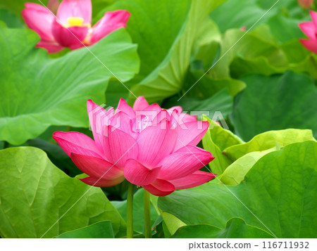 蓮花 蓮花 116711932