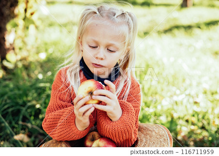 Child picking apples on farm in autumn. Little girl playing in tree orchard. Healthy nutrition. Cute little girl eating red delicious fruit. Harvest Concept. Apple picking. 116711959
