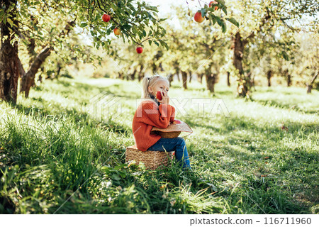 Child picking apples on farm in autumn. Little girl playing in tree orchard. Healthy nutrition. Cute little girl eating red delicious fruit. Harvest Concept. Apple picking. Child picking apples on farm in autumn. Little girl playing in tree orchard. Healthy nutrition. Cute little girl eating red delicious fruit. Harvest Concept. Apple picking. 116711960