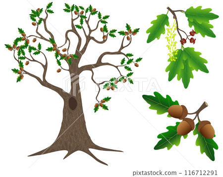 Parts of an oak tree on a white background. 116712291