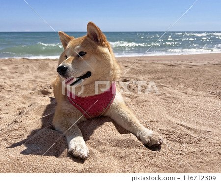 Shiba Inu puppy looks like a little fox 116712309