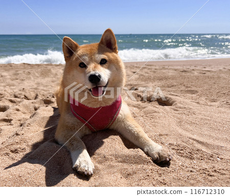 Shiba Inu puppy looks like a little fox 116712310