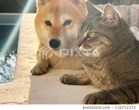 animal, cat, pet 116712323