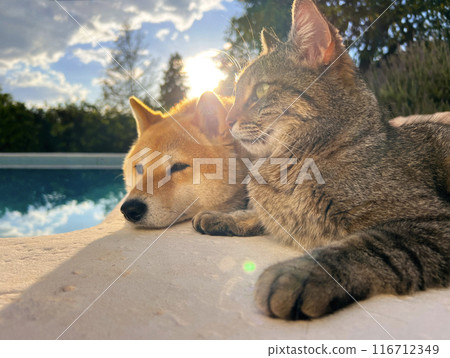 Shiba Inu puppy and his friend striped kitten 116712349