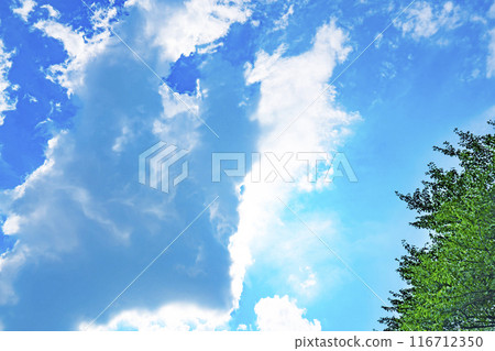 Summer clouds and trees Summer clouds and trees 116712350