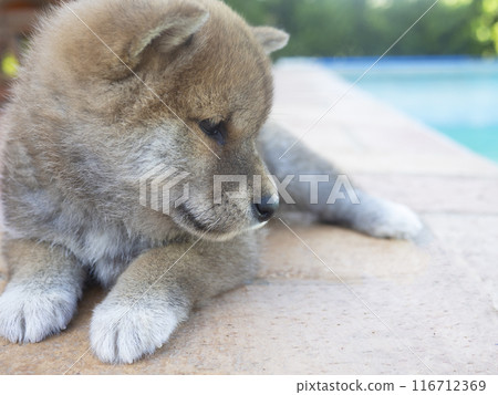 Shiba Inu puppy looks like a little fox Shiba Inu puppy looks like a little fox 116712369